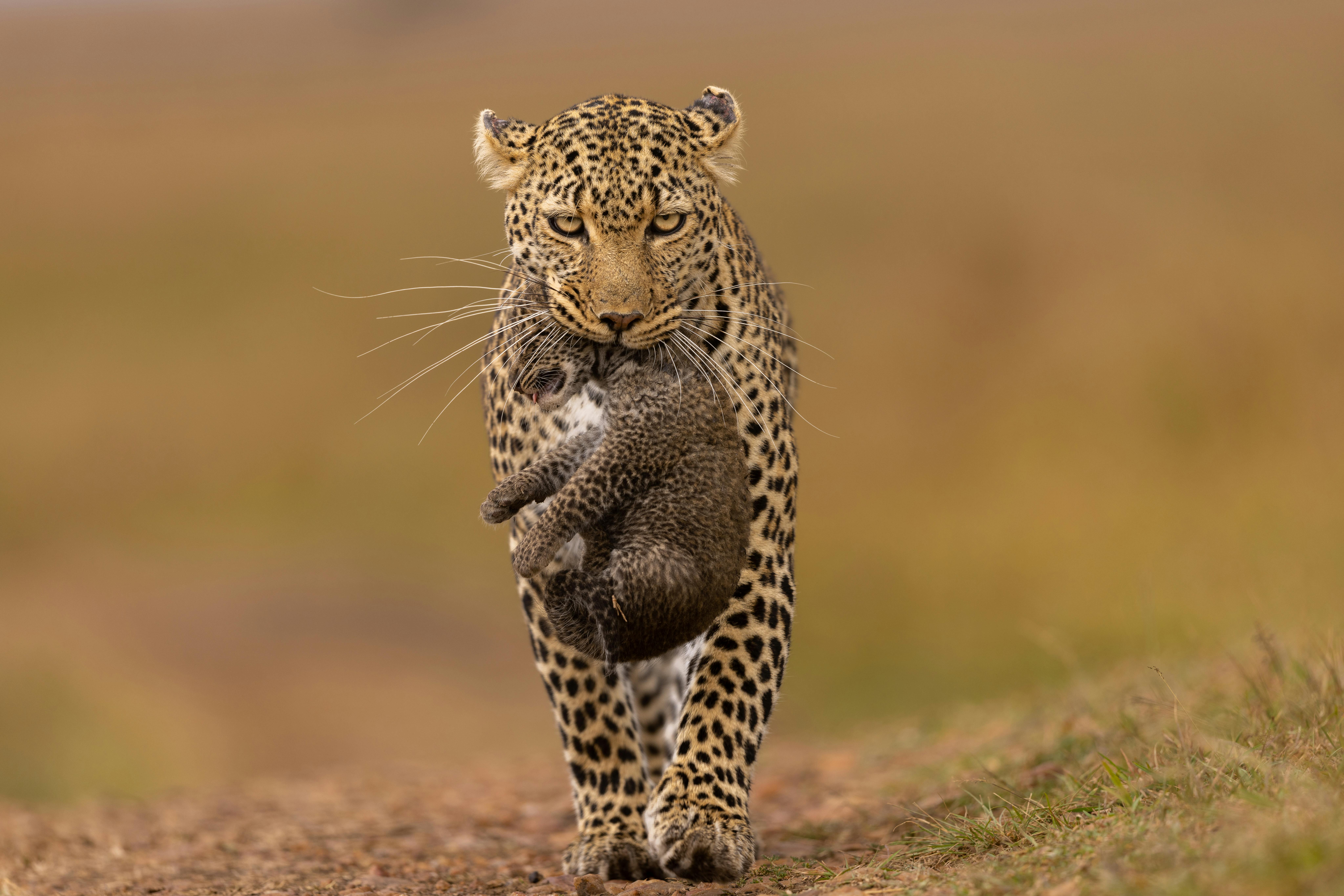 Cheetah in Amboseli