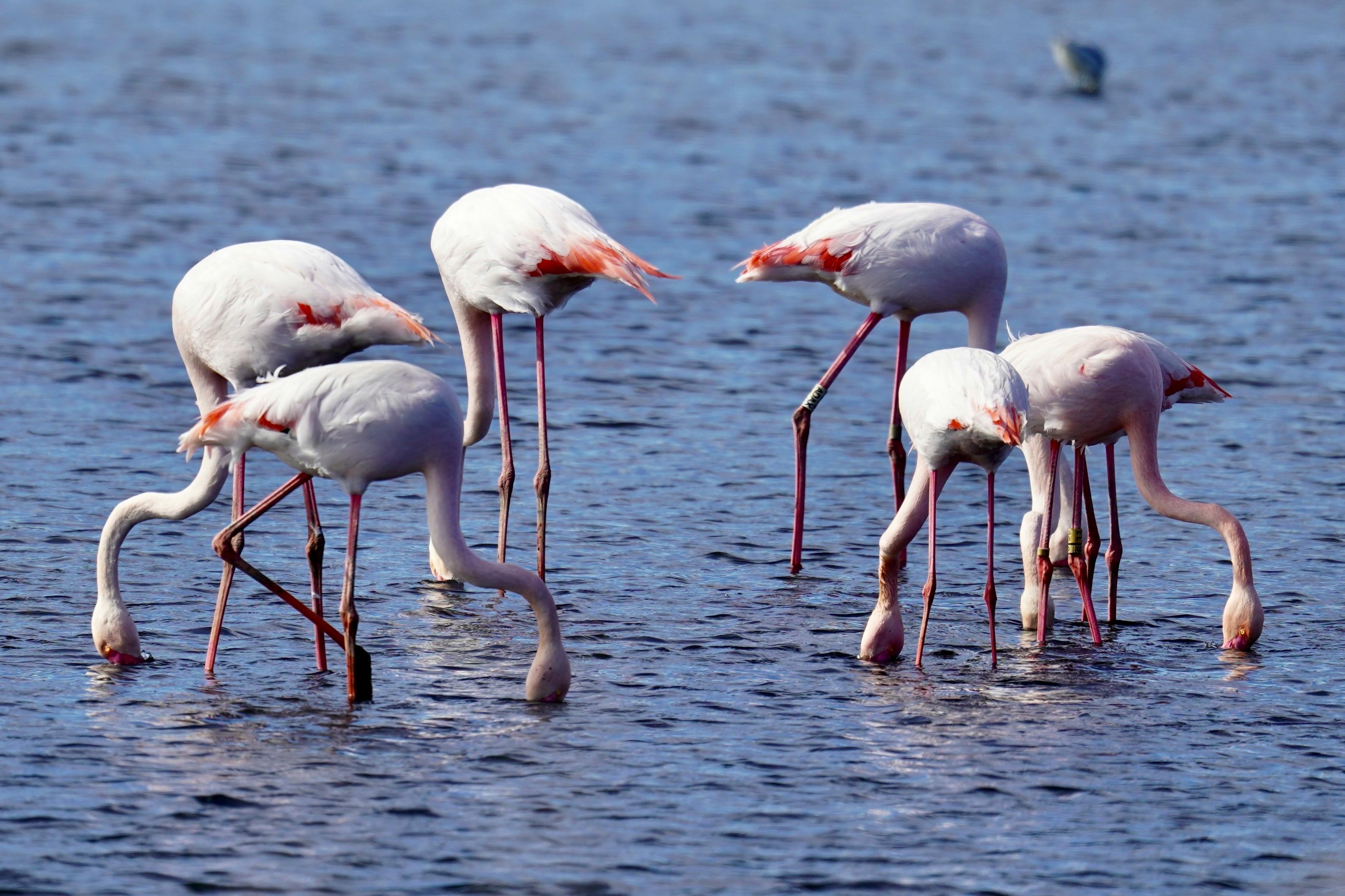 Lake Nakuru