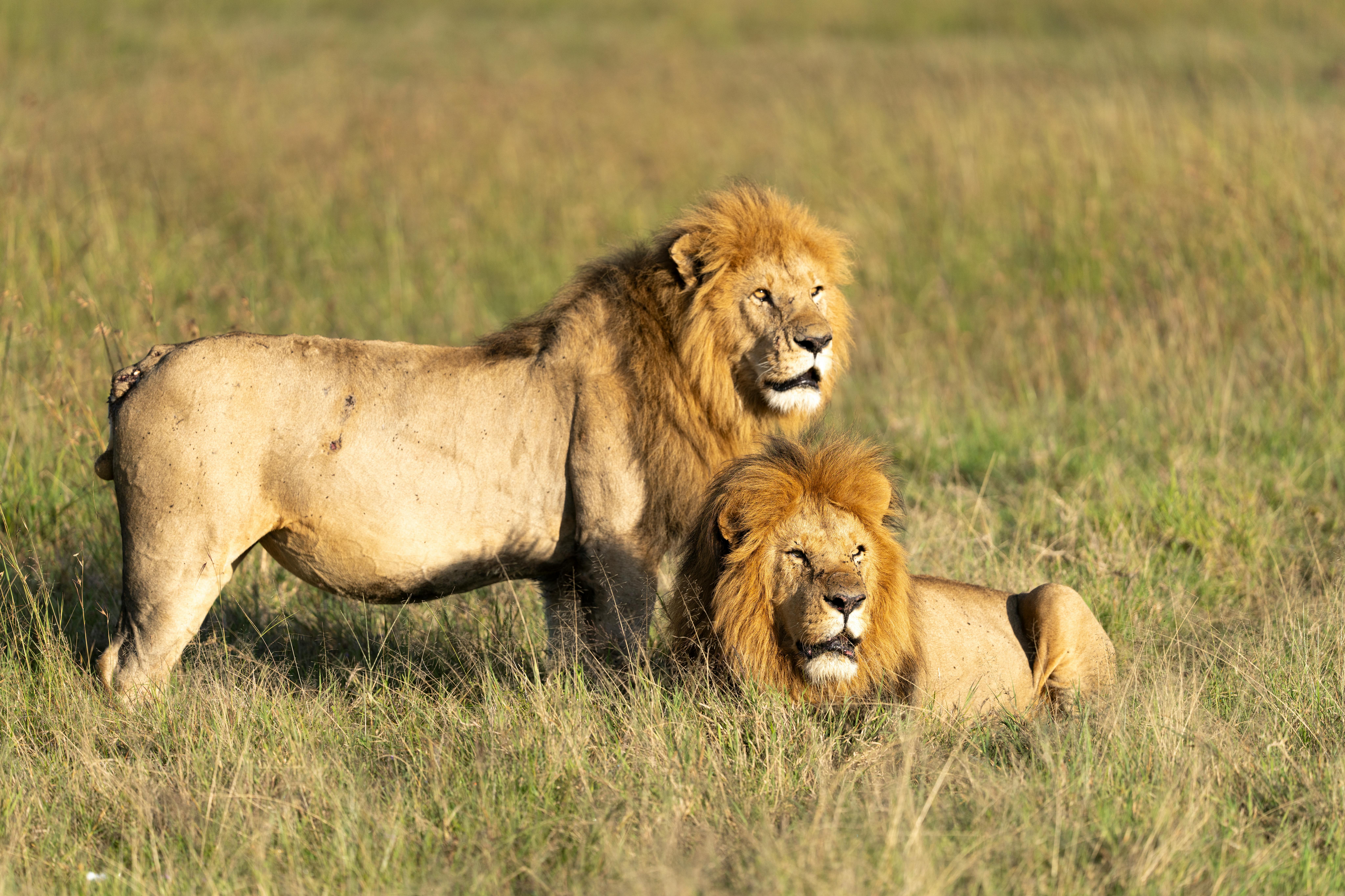 Lions in Maasai Mara