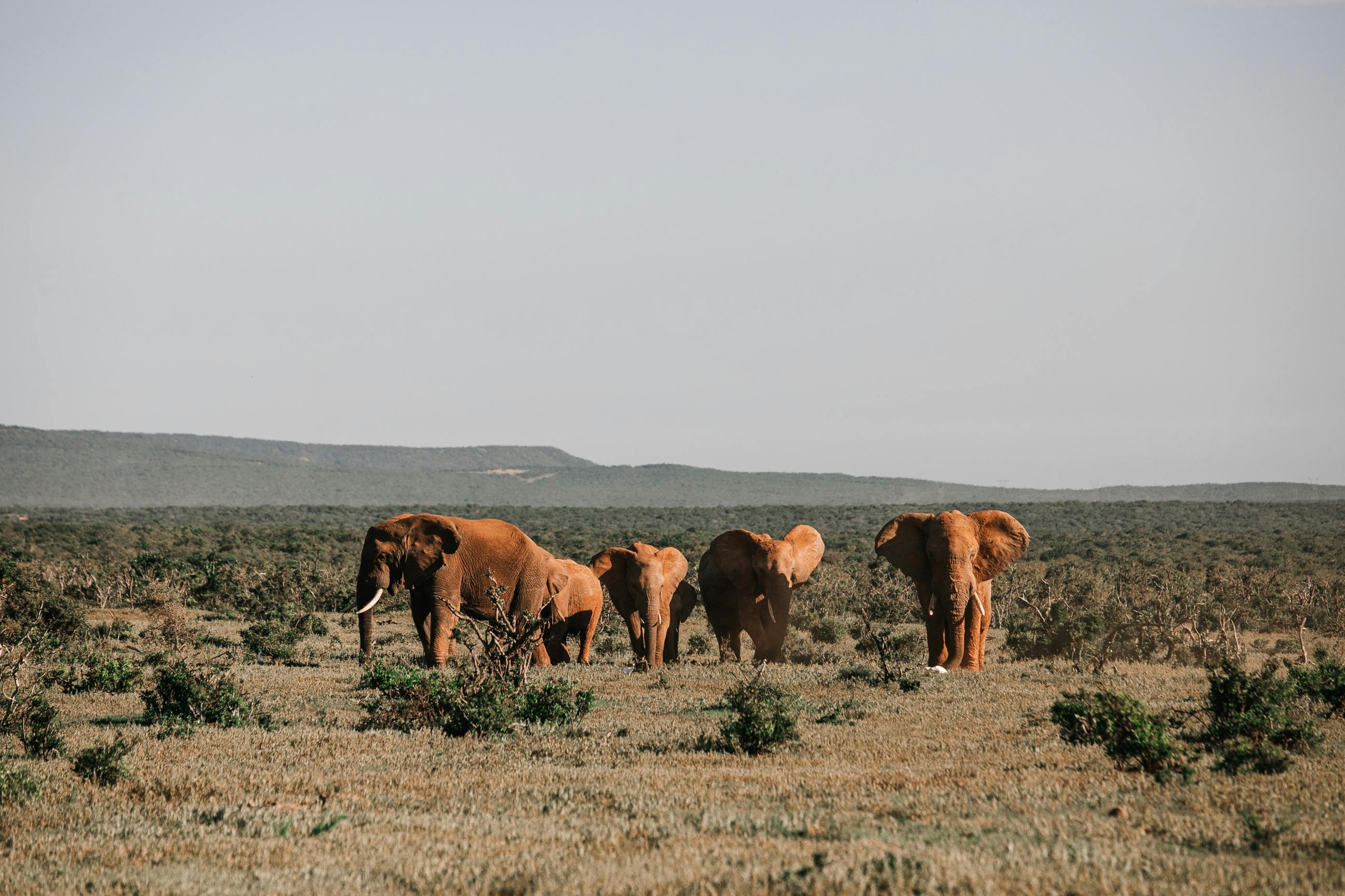 Wildlife in Mount Kenya National Park