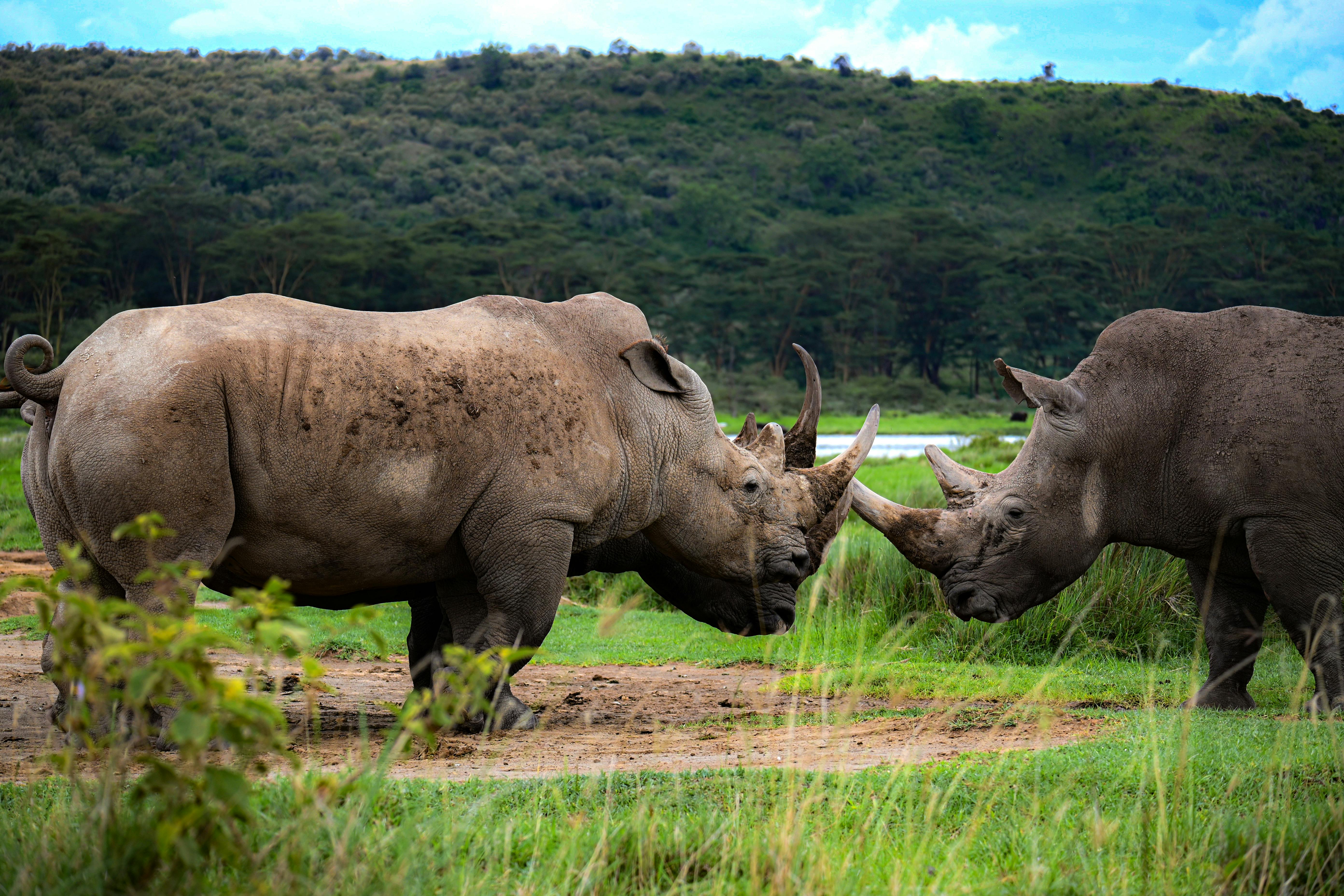 Wildlife at Lake Nakuru