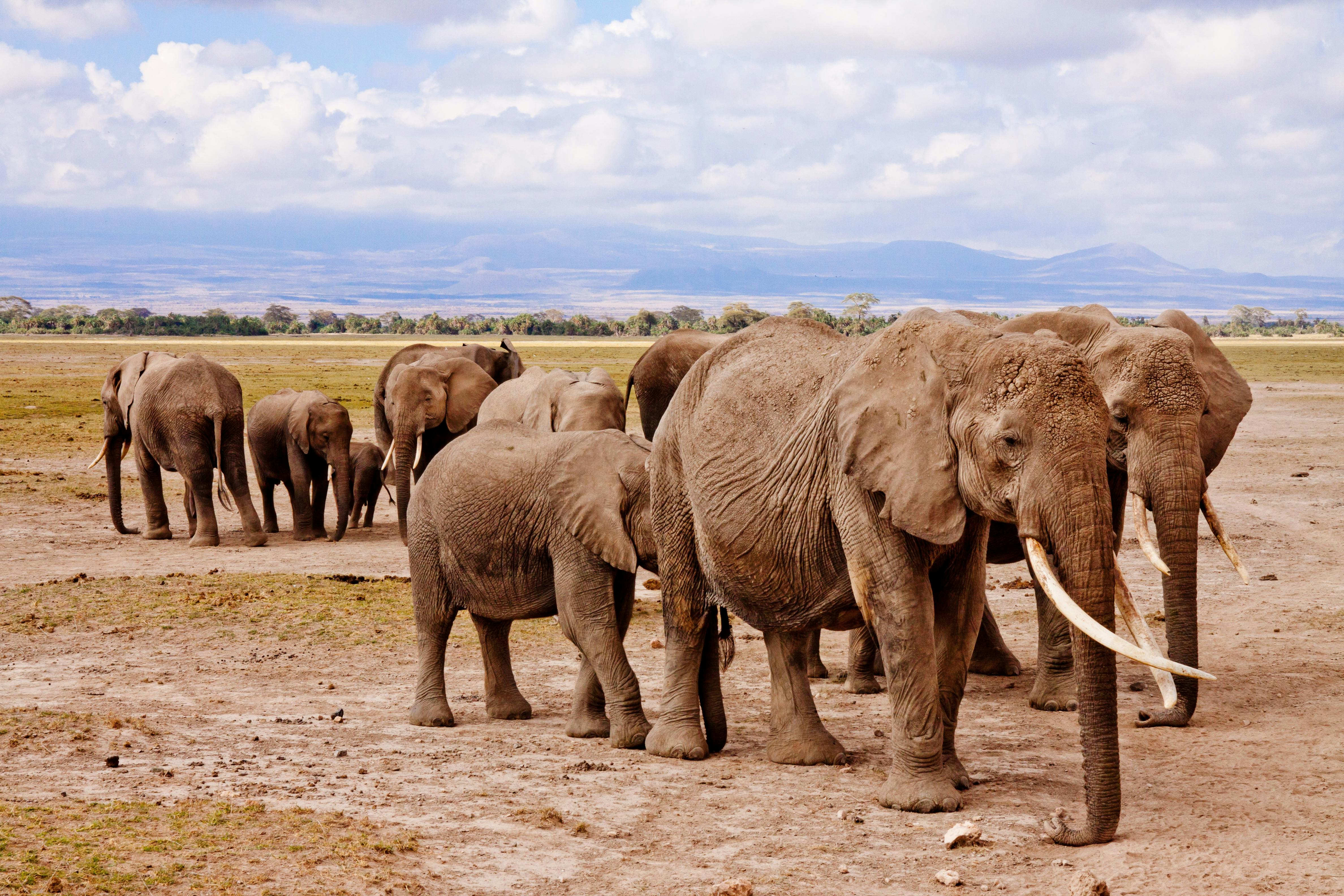 Tsavo National Park Elephant