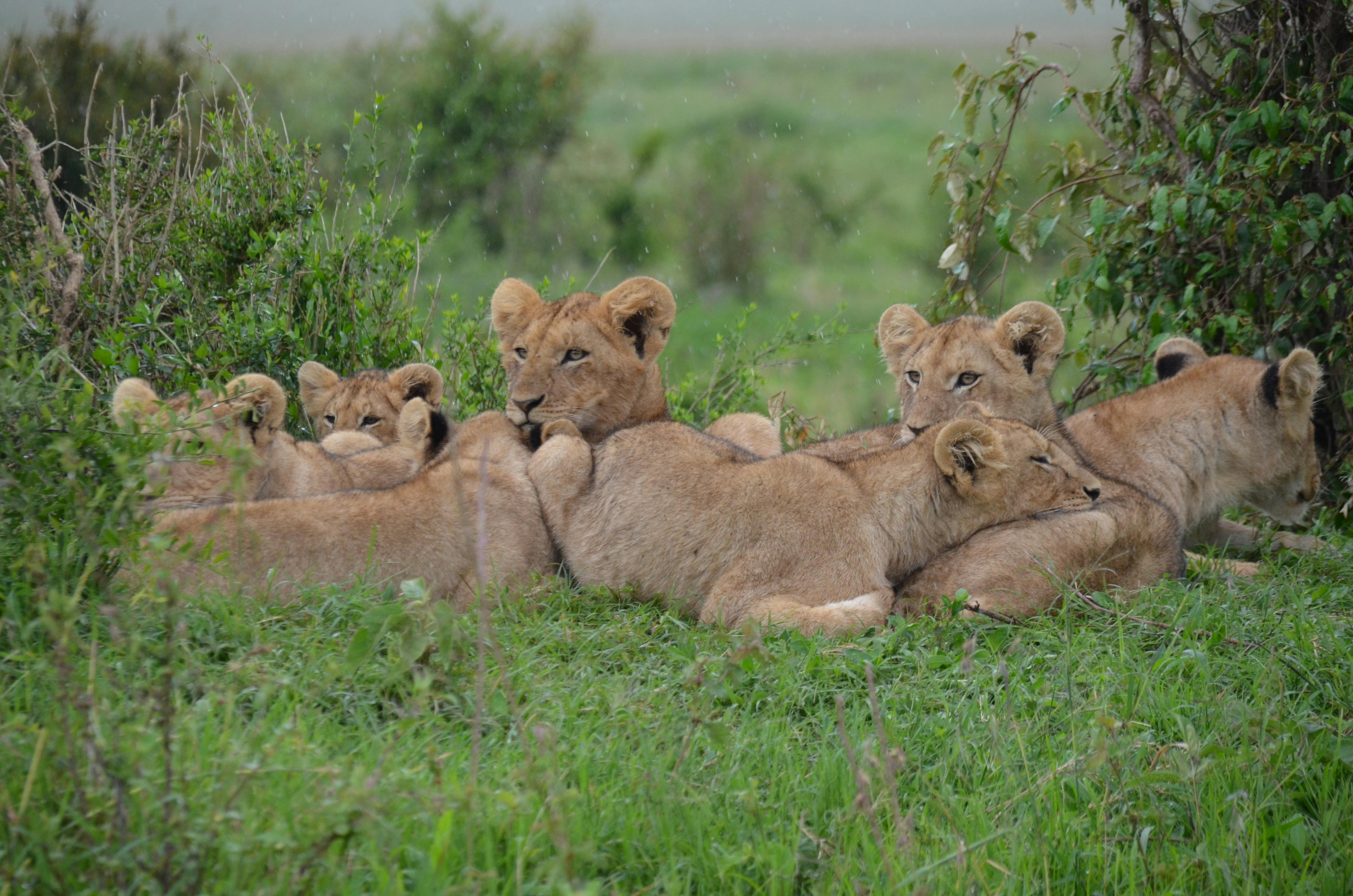 Tsavo National Park