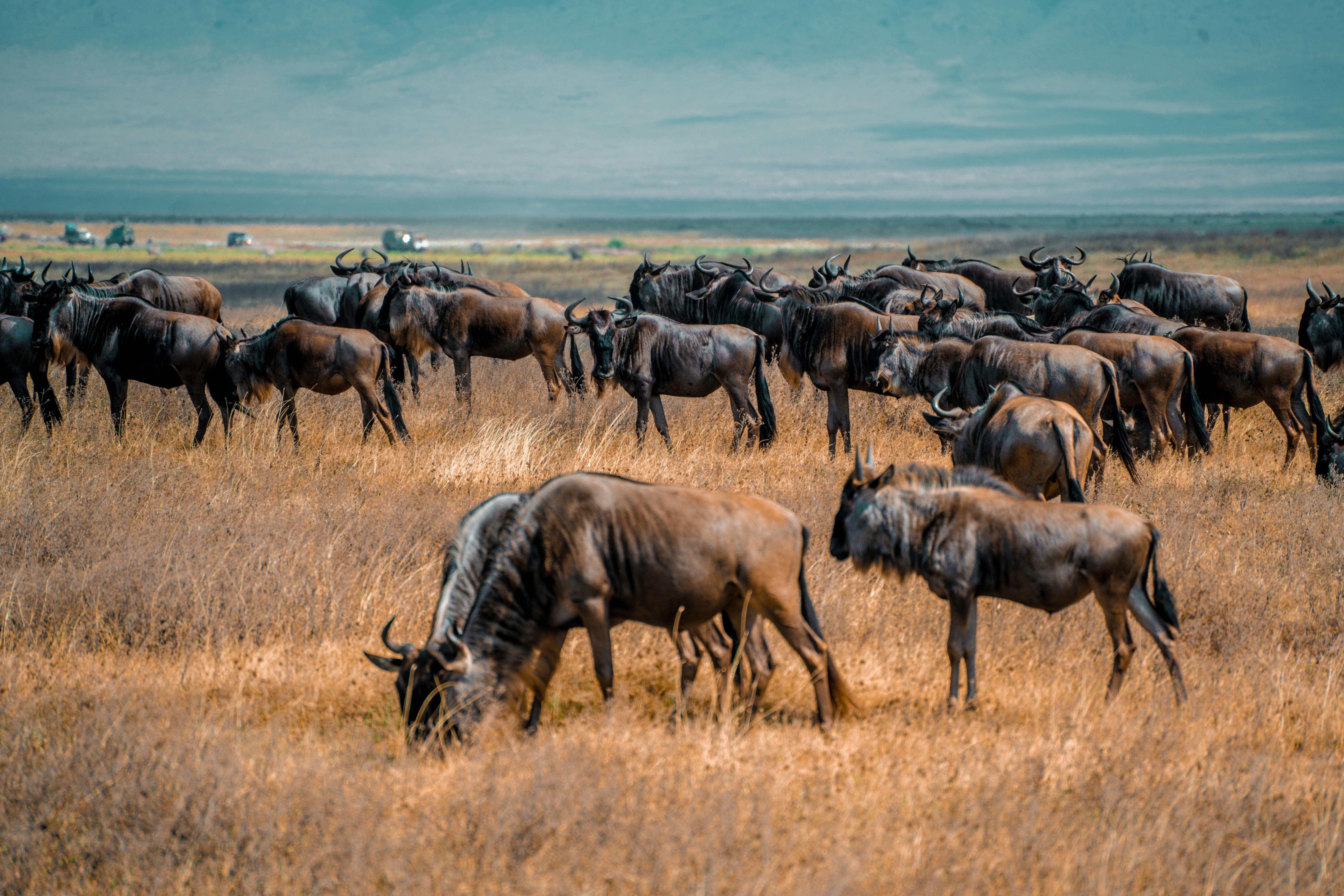 Wildebeest migration